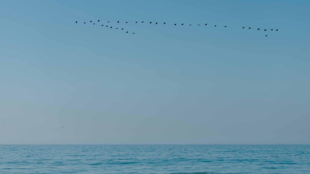 Be in Rio Arpoador gaivotas